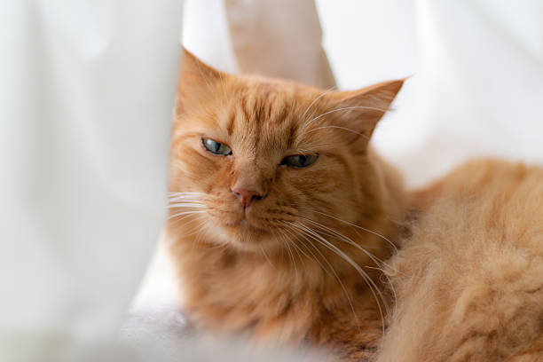 istock Cute cat relaxing by the window 2227082075