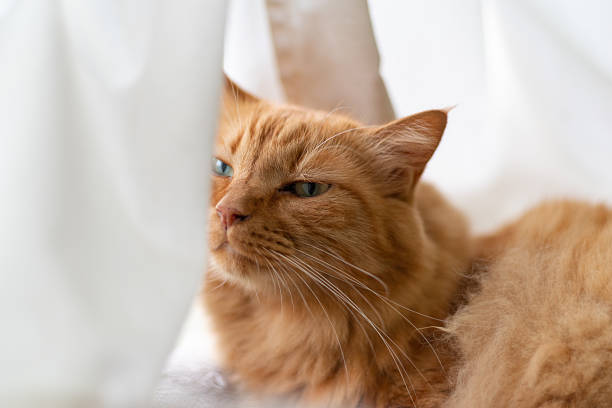 istock Cute cat relaxing by the window 2227082114