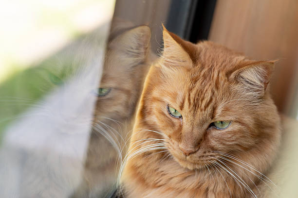 Cute cat relaxing by the window