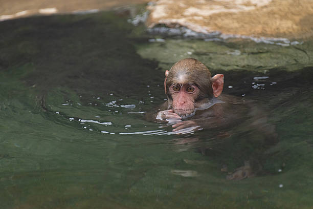 istock Japanese macaques bathing in hot springs 2227082313