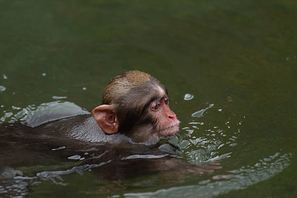 istock Japanese macaques bathing in hot springs 2227082333