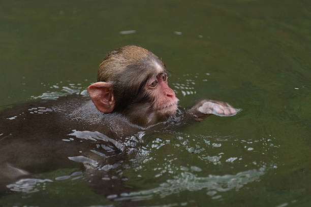 istock Japanese macaques bathing in hot springs 2227082352