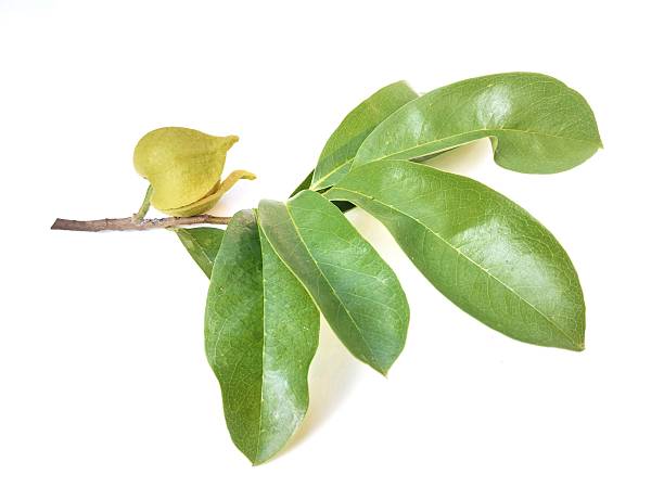 istock fresh soursop leaves isolated on white background 2227083784