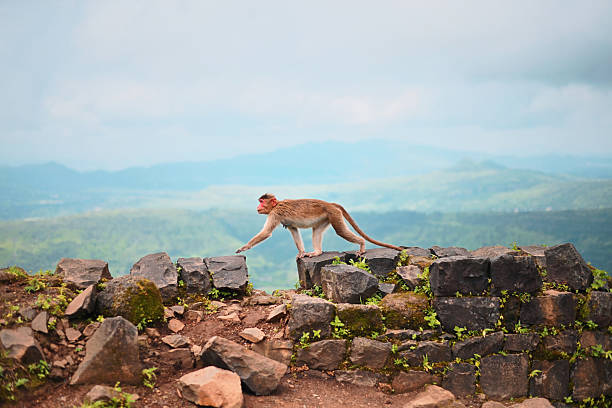 A rhesus macaque mother sits on a stone ledge holding her infant close, with other troop members nearby in the background.