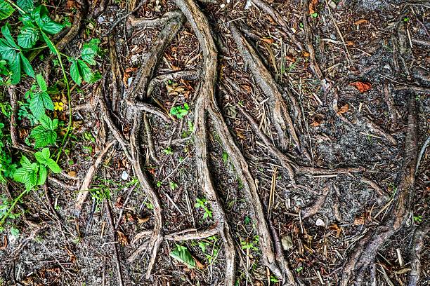 Roots sprawling across the forest floor, forming an intricate and natural pattern that highlights the beauty of the woodland ecosystem