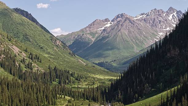 istock Majestic mountain valley with lush green grass and pine trees 2227087535