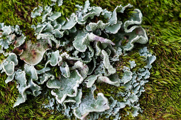 Dog lichen (Peltigera genus) growing in the forest, Gorgany region of the Carpathian mountains, Ukraine