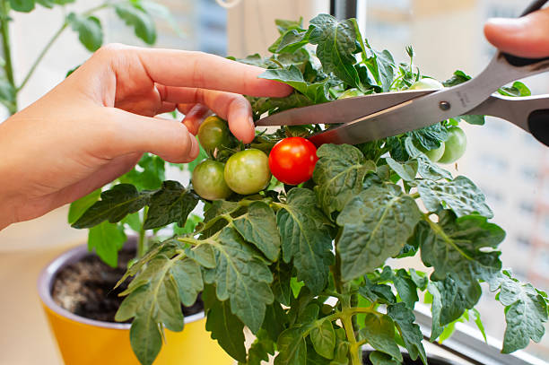 A hand carefully cuts a ripe red cherry tomato from a green plant with unripe tomatoes nearby. Sunlight streams through a window, illuminating the vibrant leaves.