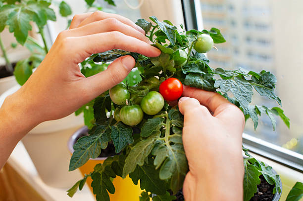 Fresh and vibrant tomatoes grow on a small plant indoors. A hand is gently plucking a ripe red tomato while others remain green, showcasing home gardening during the day.