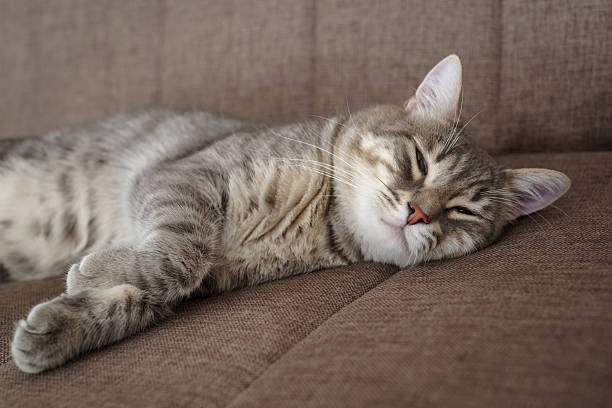 Loving Tabby cat lying down on a beige couch
