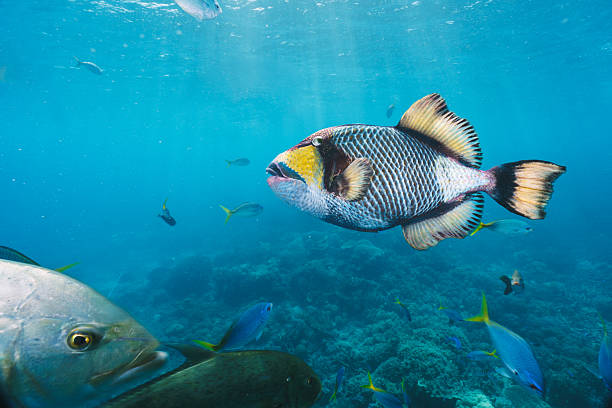 istock Titan triggerfish swimming in the ocean with other fish 2227091824