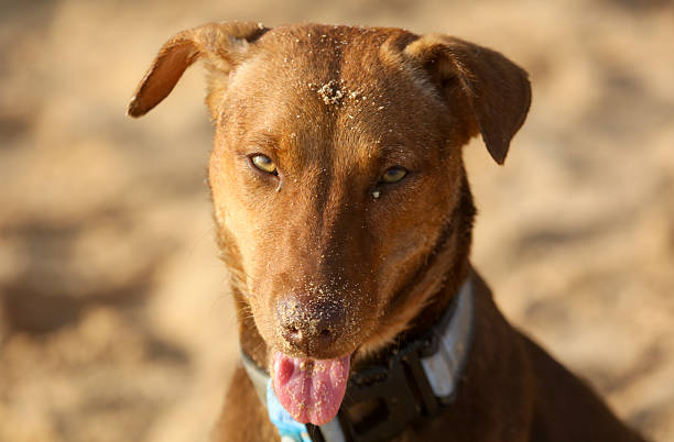 A brown dog with a blue collar is sitting on the sand. The dog has a tongue sticking out and is looking at the camera