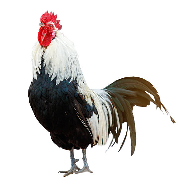 istock A rooster stands on a white background with its head raised 2227093435