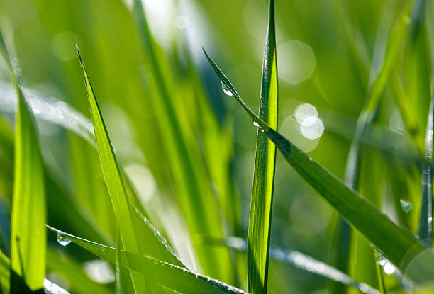 istock Aphids on a plant stem in nature 2227093746
