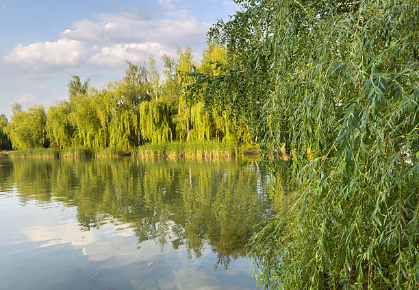 A calm lake with a forest in the background. The water is still and the trees are green