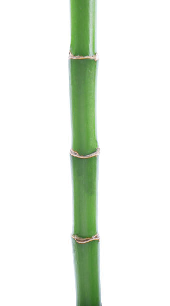 istock Stem of decorative bamboo plant isolated on white 2227094409