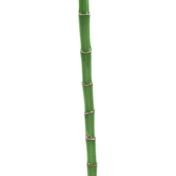 istock Stem of decorative bamboo plant isolated on white 2227094410