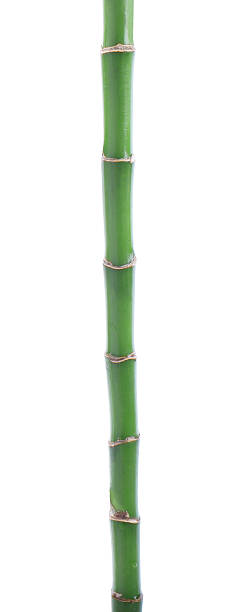 istock Stem of decorative bamboo plant isolated on white 2227094414