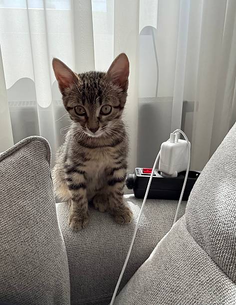 istock Curious Tabby Kitten Sitting on Couch Next to Charger 2227095013