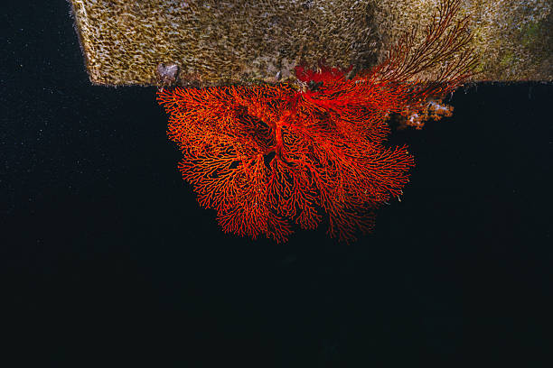 Detail of Red Coral
