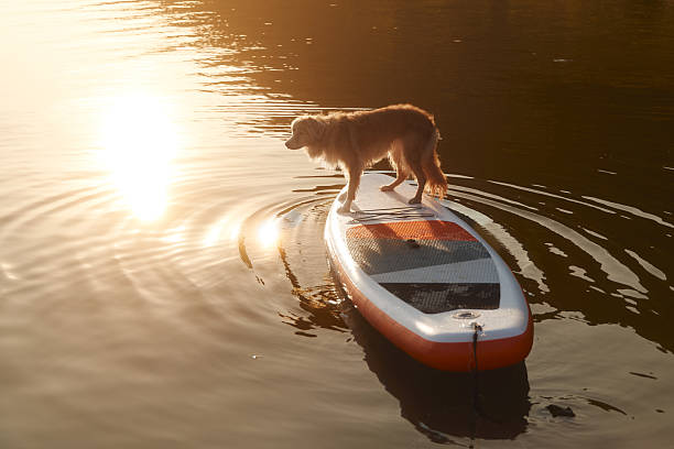 istock Dog stepping on board at golden lake surface 2227096080