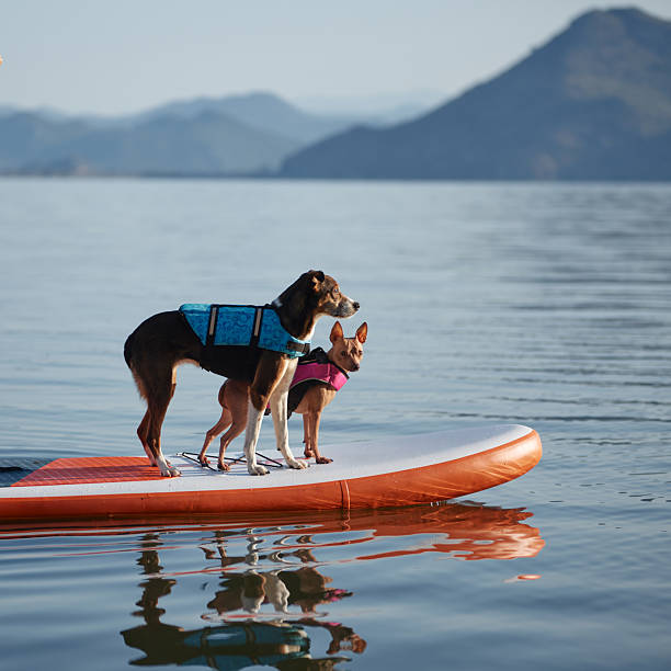 istock Two dogs standing on paddle board looking outward 2227096081