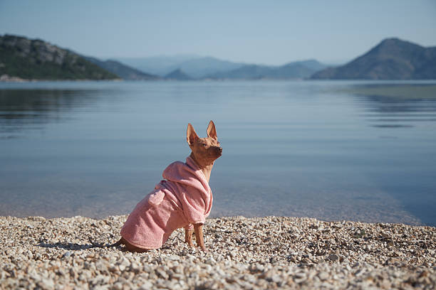 An American Hairless Terrier in a pink outfit stands on pebbles facing the lake. The scene is quiet with blue water and distant hills.