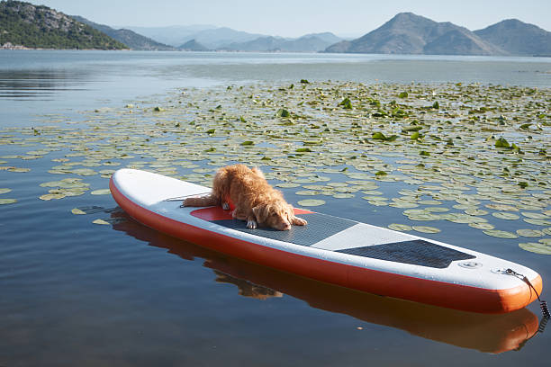 istock Dog lying down on board near green water plants 2227096101