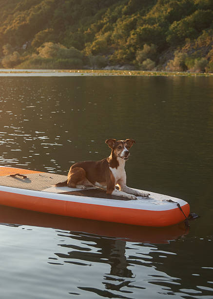 istock Small dog alone on paddle board by lake shore 2227096109