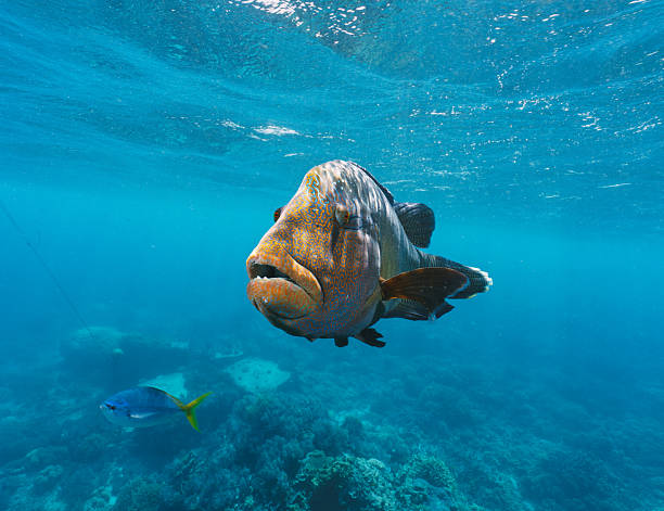istock Napoleon wrasse swimming over a tropical coral reef 2227096437