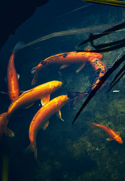 A serene pond with clear water features colorful koi fish swimming gracefully. The natural setting includes plants and reflections, creating a peaceful atmosphere.