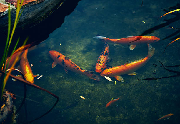 A serene pond with clear water features colorful koi fish swimming gracefully. The natural setting includes plants and reflections, creating a peaceful atmosphere.