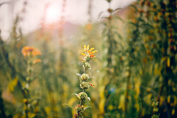 A vibrant wildflower stands tall in a sunlit meadow, surrounded by lush greenery and soft, warm tones of a serene evening.