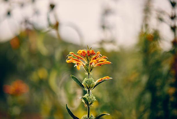 An orange wildflower stands tall amidst a soft-focus background of greenery. The vibrant bloom contrasts beautifully with the subdued natural tones of late summer or early autumn.