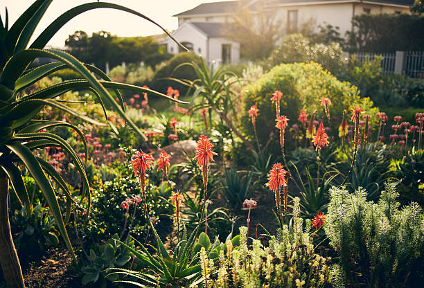 A serene garden filled with blooming aloe flowers and diverse greenery under soft sunlight near a modern house on a bright day.