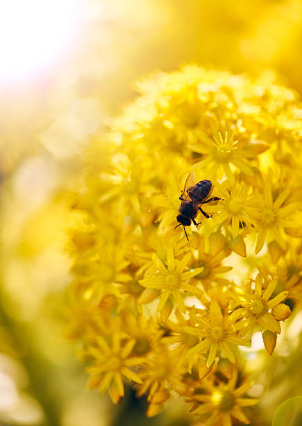 A close-up of a bee perched on vibrant yellow flowers under warm sunlight, showcasing the beauty of nature during a sunny day.