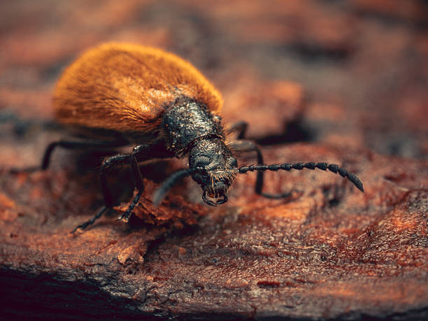 Extreme macro of a furry orange beetle crawling on bark. Captured with OM-1 Mark II and M.Zuiko 60mm f/2.8.\nFlash lighting with Godox V860iii and AK Diffuser.\nSingle frame with strong detail and realistic insect textures – ideal for educational, environmental, or entomology