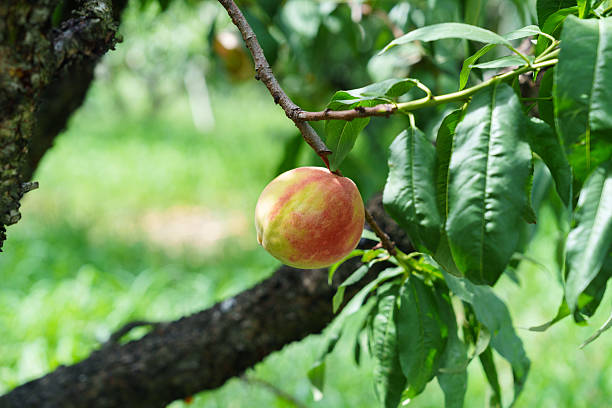 istock Tempting peaches ripe on the branches 2227102429