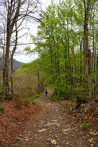 istock Woods near Mount Antola 2227102489