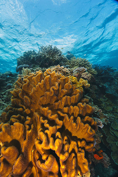 istock Large yellow coral formation growing on a tropical reef 2227103172