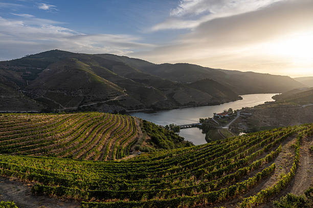 The Douro Valley during a sunrise of summer.