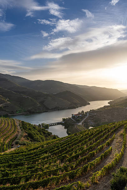 The Douro Valley during a sunrise of summer.