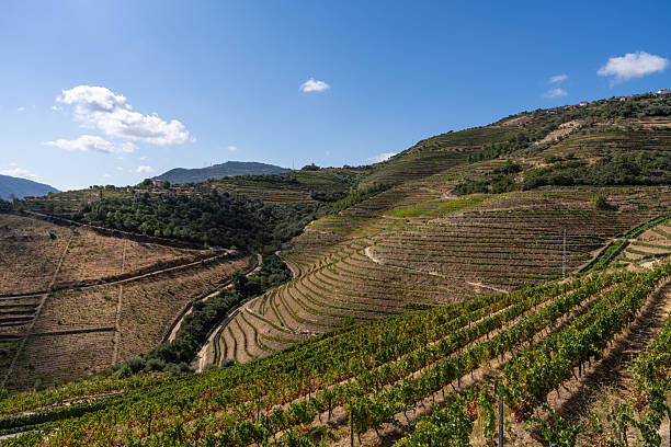 istock The Douro Valley during a sunny day. 2227103629