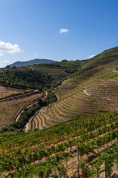 The Douro Valley during a sunny day.
