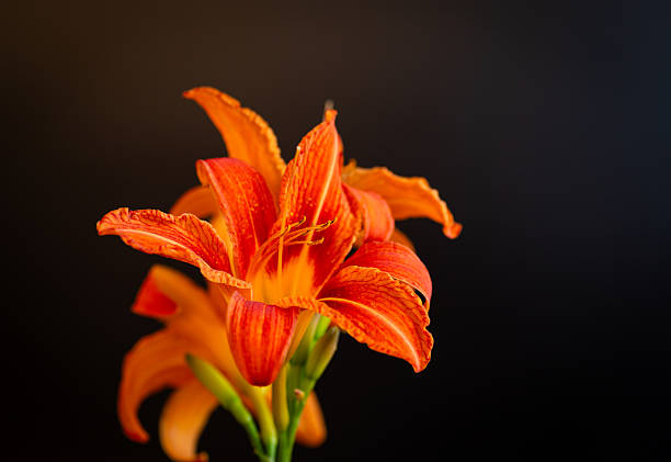 Fresh garden orange lilies close-up on black background.