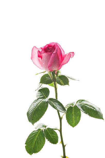 istock Isolated pink rose on white background 2227104683