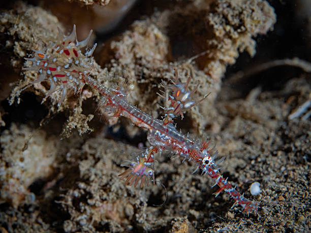 istock Ornate Ghost Pipefish, Geisterpfeifenfisch (Solenostomus paradoxus) 2227104807