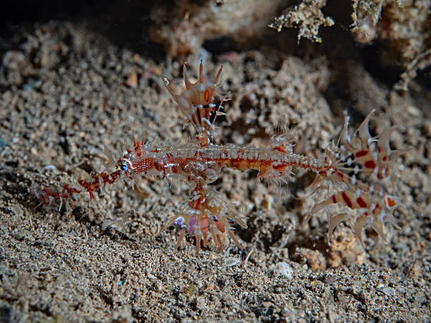 istock Ornate Ghost Pipefish, Geisterpfeifenfisch (Solenostomus paradoxus) 2227104811