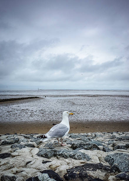 Norddeich, Germany. July 18, 2025. A seagull at the North Sea coast near Norddeich in East Frisia, captured in its natural coastal habitat by the tidal flats and fresh sea air