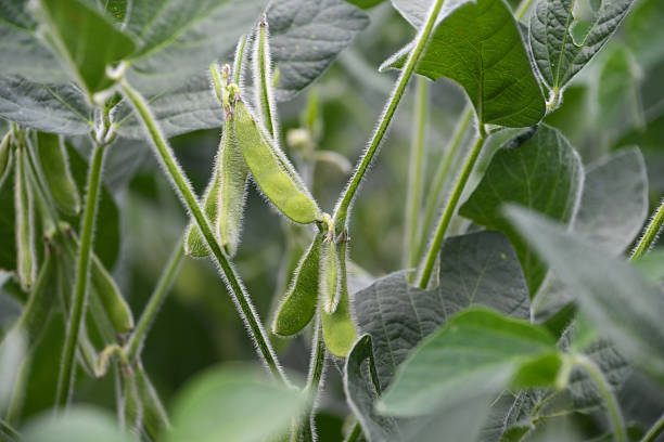 istock Soybean plant pods growing in a field 2227107317
